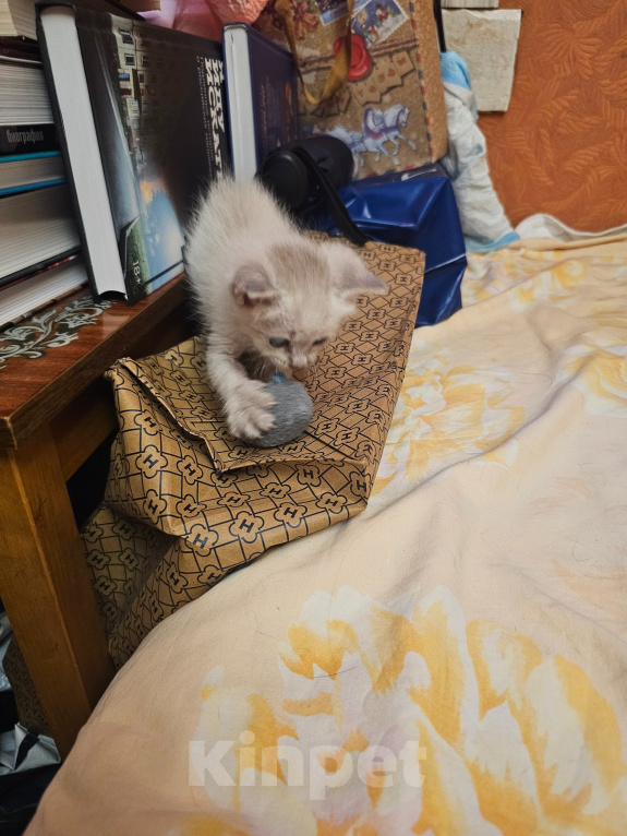 Кошки в Балашихе: Отдать в добрые руки Девочка, Бесплатно - фото 2