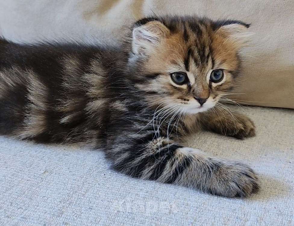 Кошки в Щелково: Шотландский вислоухий котёнок Мальчик, 20 000 руб. - фото 2