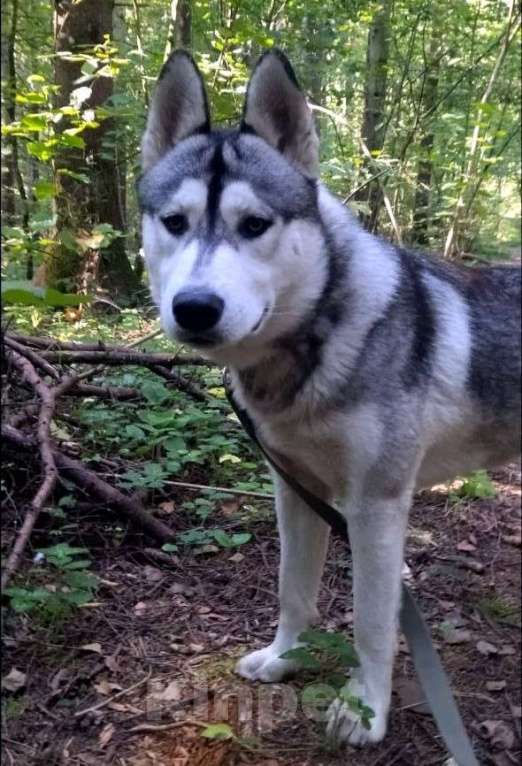Собаки в Москве: Кобель 1,5 года Гром в добрые руки  Мальчик, Бесплатно - фото 2