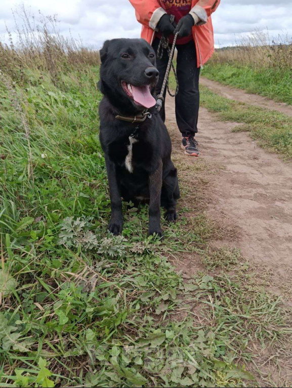Собаки в Ижевске: Умница, красавица ищет достойного хозяина Девочка, 1 000 руб. - фото 2