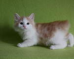 Кошки в Омске: Мальчик солнышко Мальчик, 13 000 руб. - фото 2