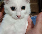 Кошки в Брянске: Котик Беляш ищет новых хозяив Мальчик, Бесплатно - фото 3