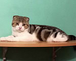 Кошки в Москве: Вислоухий мраморный котик Мальчик, 10 000 руб. - фото 1
