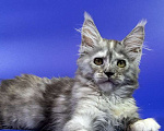 Кошки в Москве: Котенок мейн кун Девочка, Бесплатно - фото 6