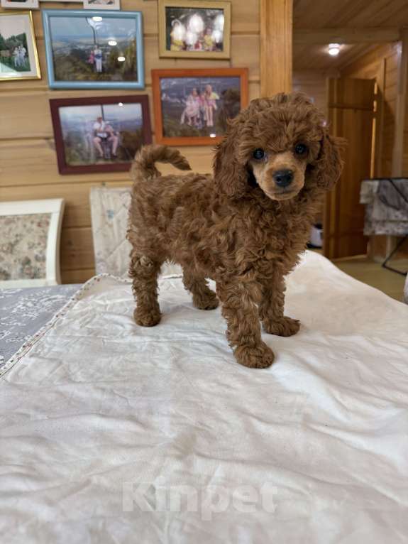 Собаки в Новосибирске: Девочка пудель Девочка, 168 000 руб. - фото 3