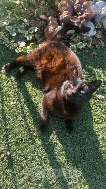 Кошки в Батайске: Пропал котик Мальчик, Бесплатно - фото 6