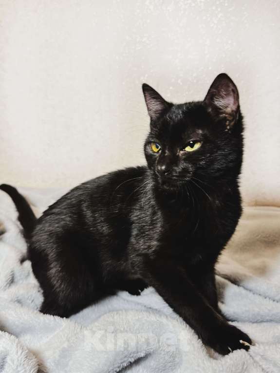 Кошки в Москве: Очаровательные котята Ночь и Ириска в дар. Девочка, Бесплатно - фото 4