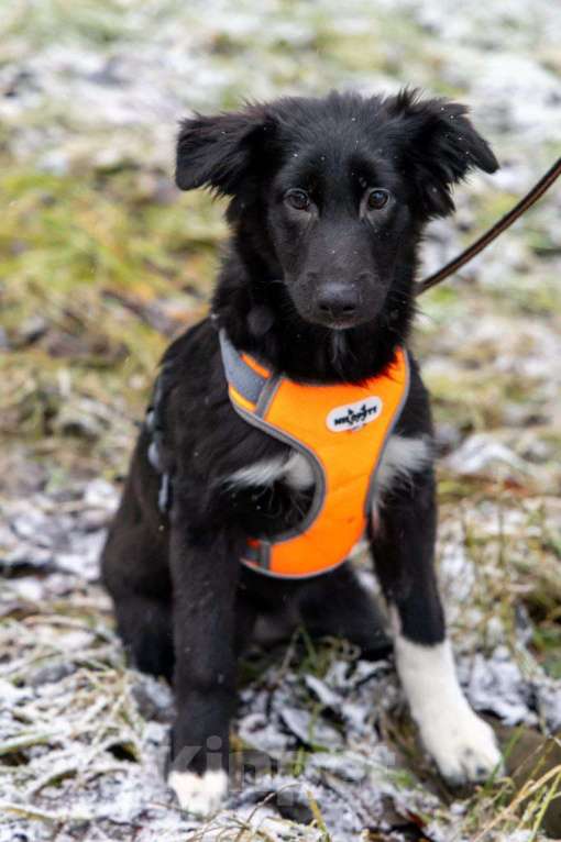 Собаки в Химках: Ищем Боне надёжный дом Девочка, Бесплатно - фото 3