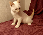 Кошки в Москве: Котёнок в добрые руки  Мальчик, Бесплатно - фото 4