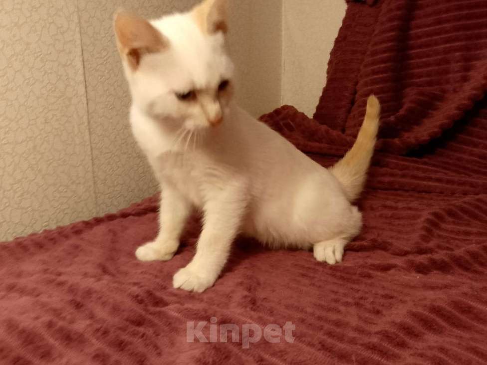 Кошки в Москве: Котёнок в добрые руки  Мальчик, Бесплатно - фото 4