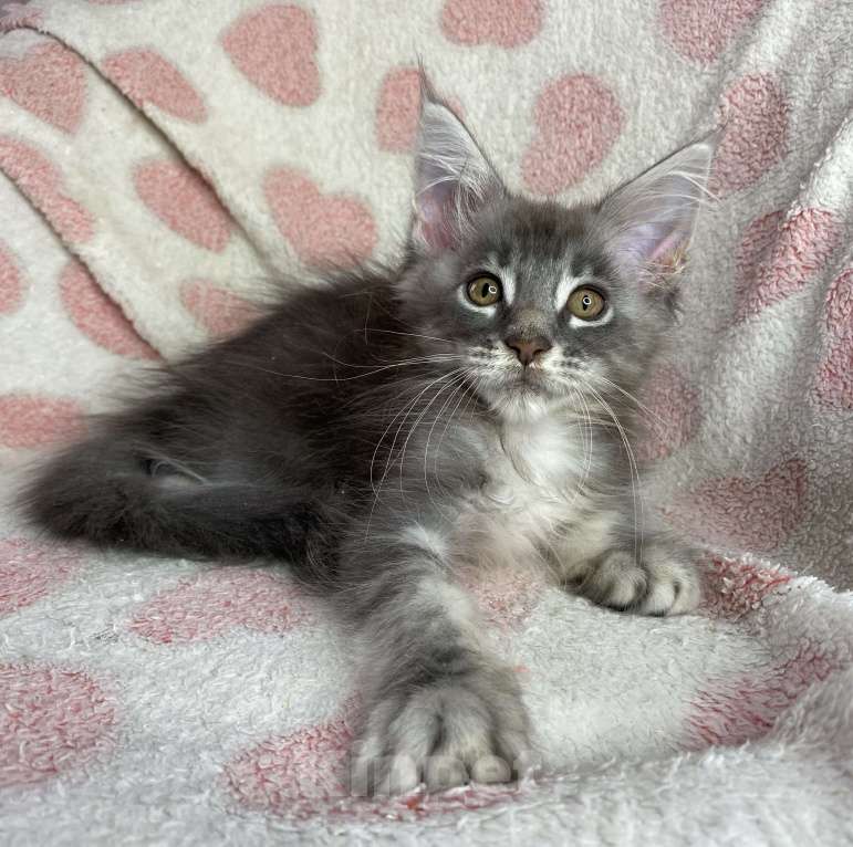 Кошки в Дмитрове: Голубая серебристая мраморная девочка мейн кун Candi Девочка, 15 000 руб. - фото 5