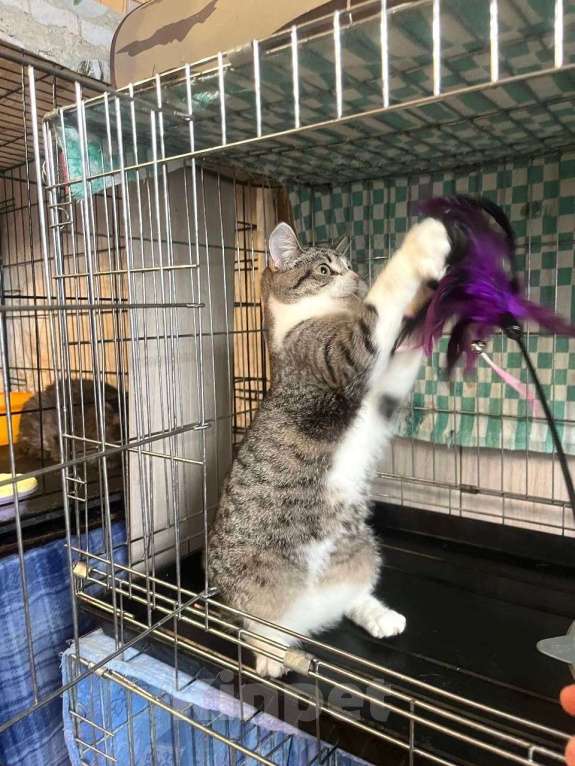 Кошки в Москве: Котёнок Твинки в добрые руки Девочка, Бесплатно - фото 8