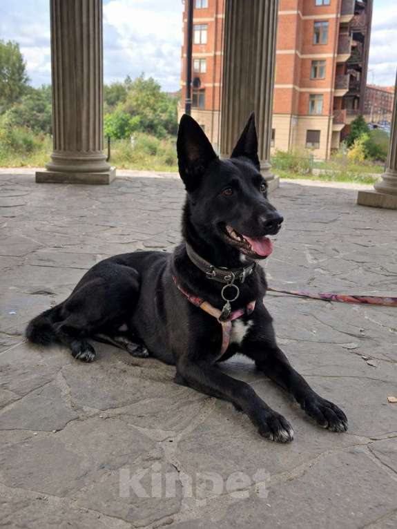 Собаки в Москве: Белка ищет дом Девочка, Бесплатно - фото 9