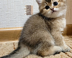 Кошки в Самаре: Золотая британская шиншилла Мальчик, 40 000 руб. - фото 1
