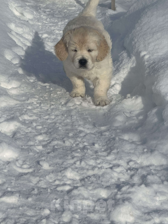 Собаки в других городах Челябинской области: Щенок золотистый ретривер Мальчик, 80 000 руб. - фото 4