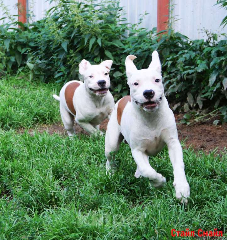 Собаки в Сергиеве Посаде: Щенки американского стаффордширтерьера Мальчик, 60 000 руб. - фото 2