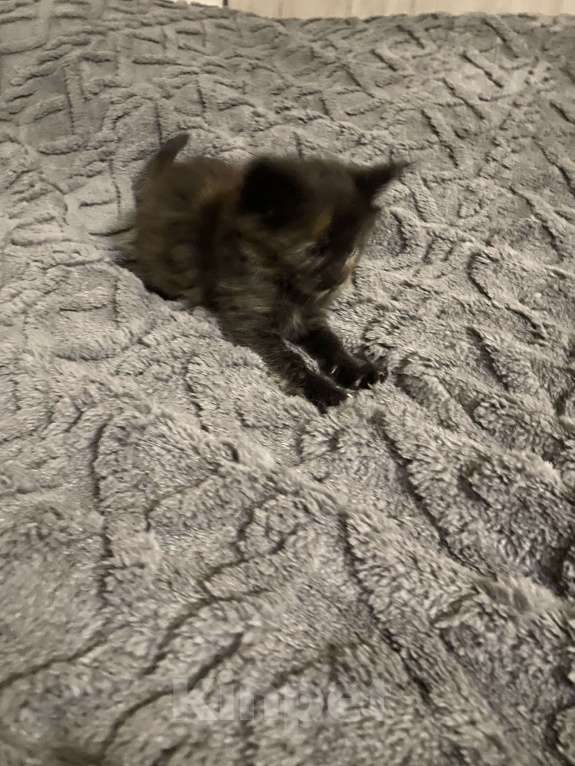 Кошки в Долгопрудном: Красавица кошечка Девочка, 30 000 руб. - фото 2