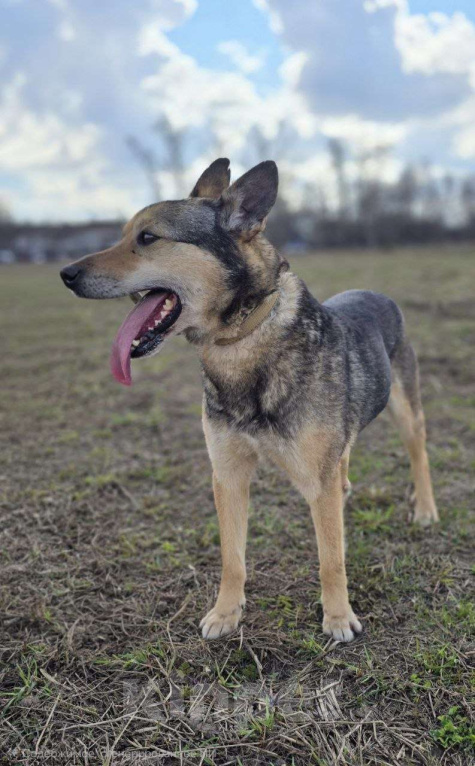 Собаки в Королеве: Яша ждёт своего человека! Мальчик, Бесплатно - фото 2