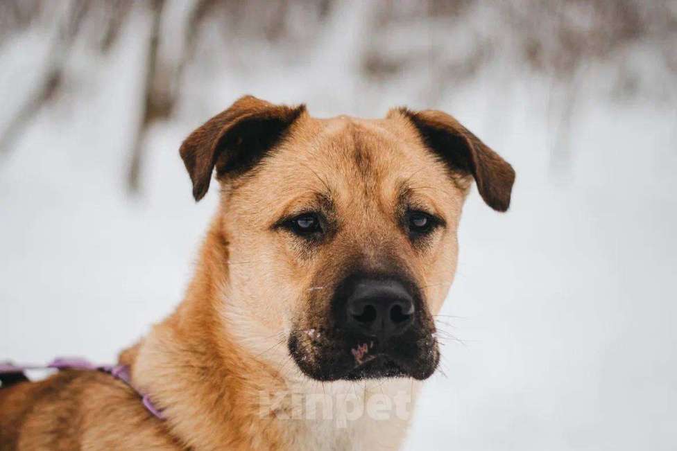 Собаки в Москве: Йен ищет дом Мальчик, Бесплатно - фото 6