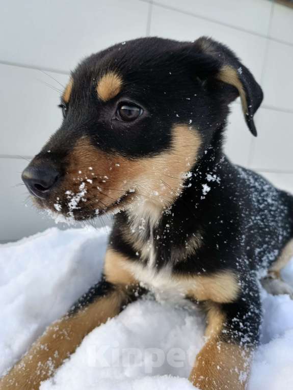 Собаки в других городах Ленинградской области: Щенок триколор  Мальчик, Бесплатно - фото 1