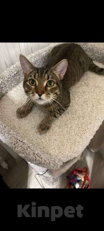 Кошки в Дзержинском: Котенок Яша срочно ищет дом Мальчик, Бесплатно - фото 3