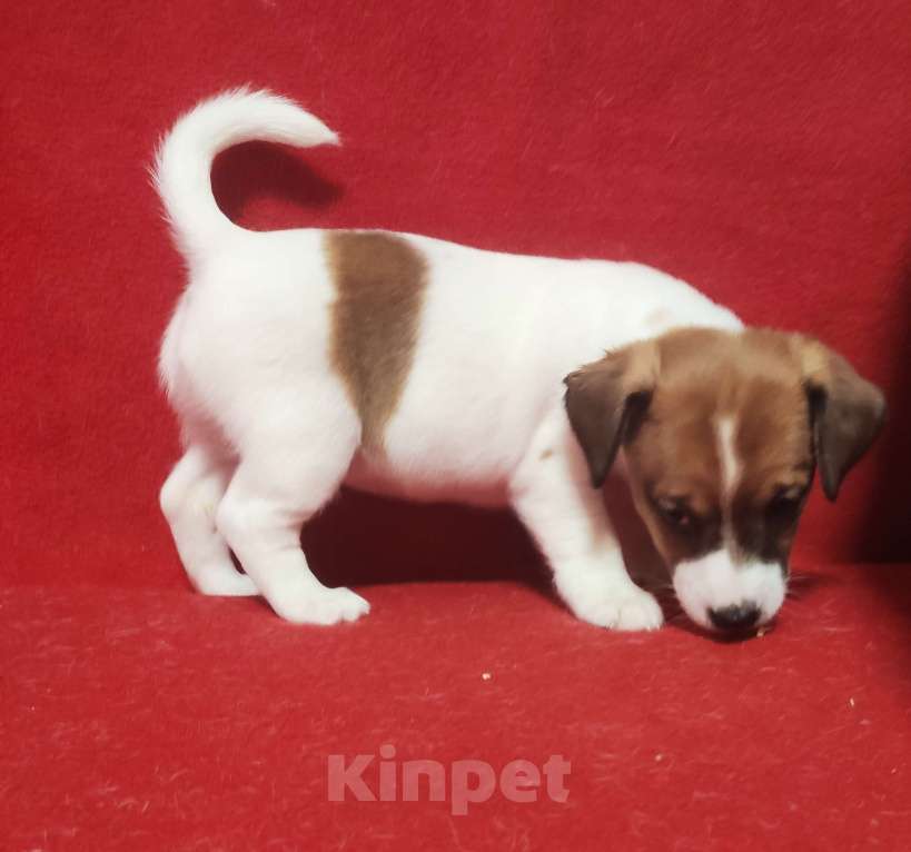 Собаки в других городах Московской области: Джек Рассел терьер,щенок Девочка, 50 000 руб. - фото 1