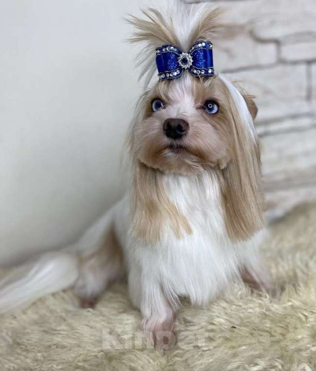 Собаки в Москве: Цветной йорк Голдаст мальчик Мальчик, 70 000 руб. - фото 4