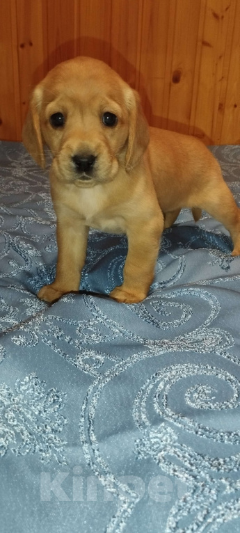 Собаки в других городах Владимирской области: Метис лабрадора и русского охотничьего спаниеля  Девочка, 5 000 руб. - фото 3