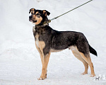 Собаки в Ногинске: Кузька - маленький песик в дар Мальчик, Бесплатно - фото 3