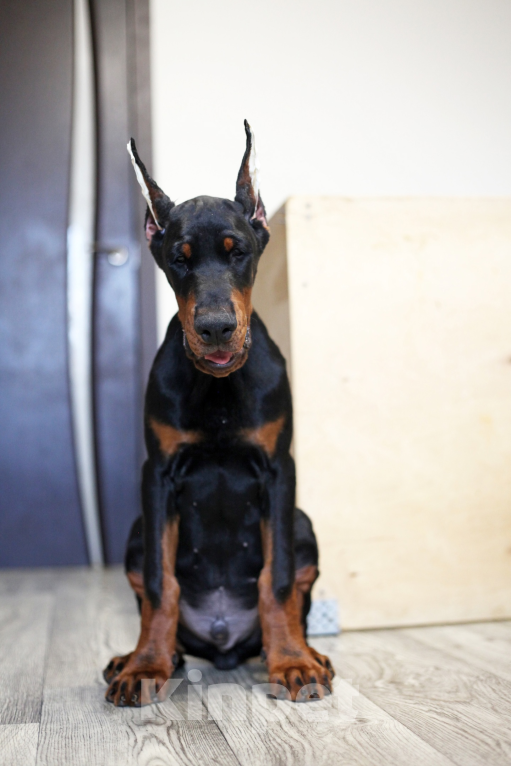 Собаки в Москве: Щенок добермана. Мальчик. Питомник ркф Мальчик, 120 000 руб. - фото 3