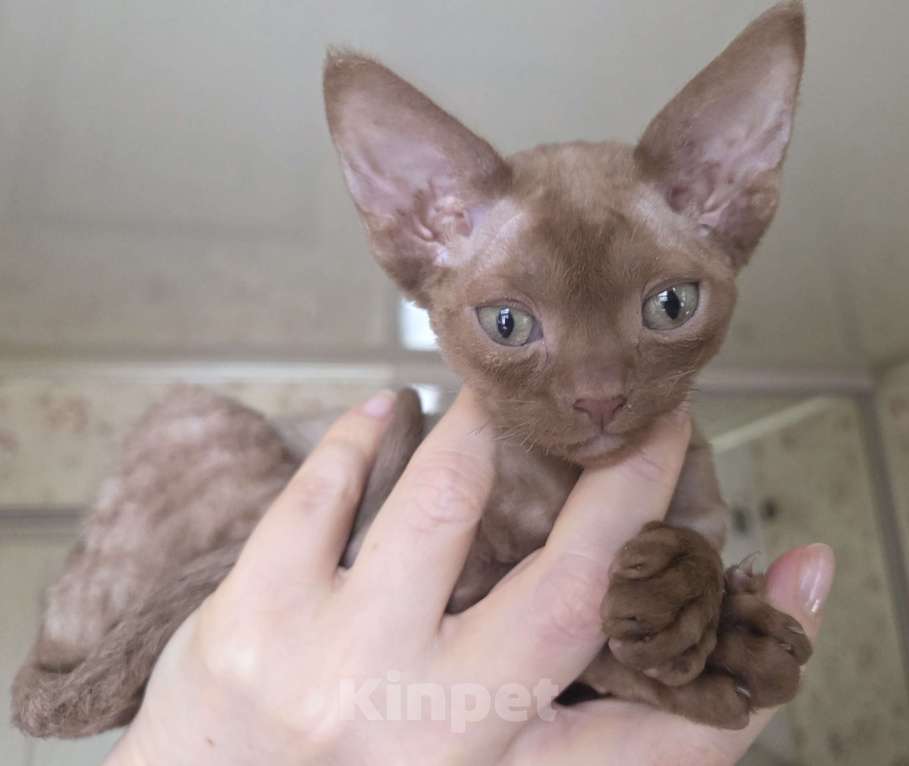 Кошки в Москве: Котенок девон рекс Мальчик, 85 000 руб. - фото 6