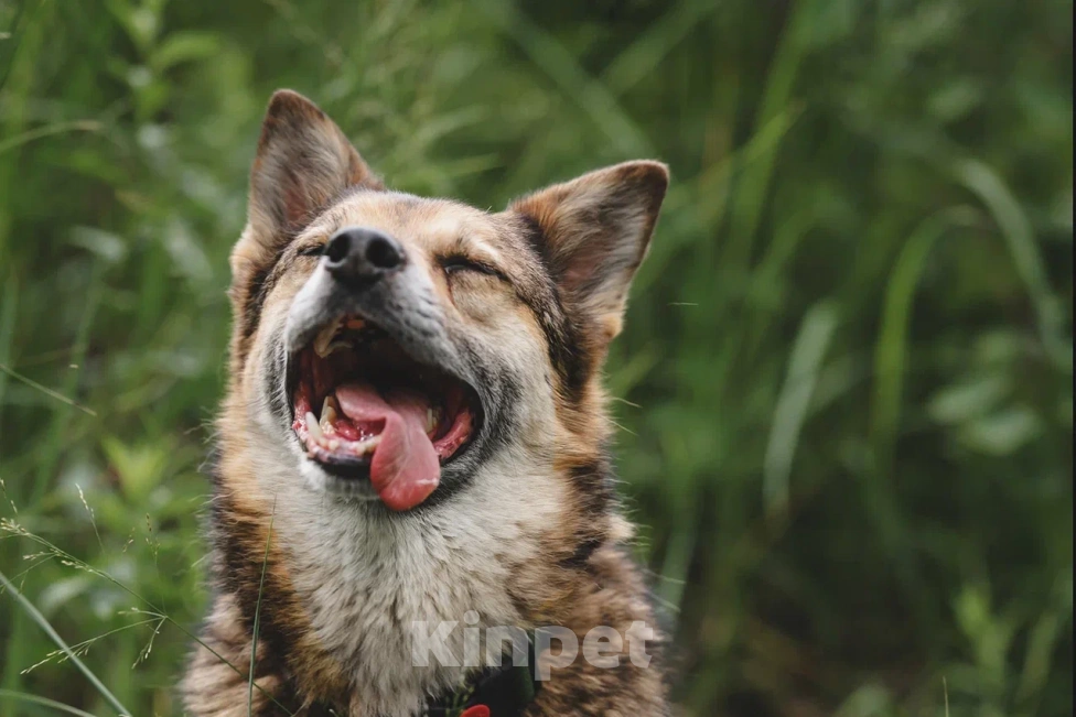 Собаки в Москве: Шебутной Жорик готов стать вашим лучшим другом! Мальчик, Бесплатно - фото 2
