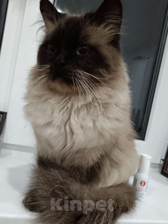 Кошки в Кропоткине: Невско маскарадный кот Мальчик, 13 000 руб. - фото 3