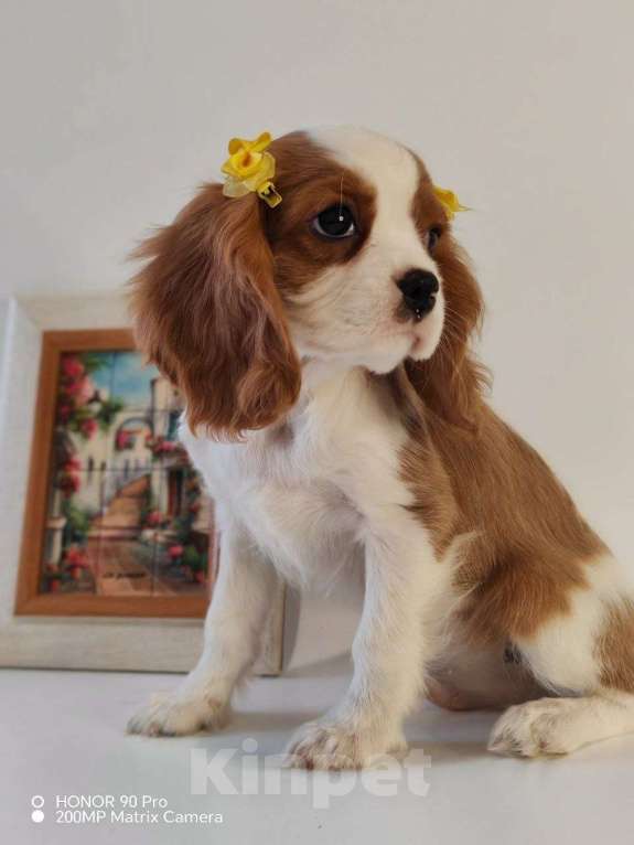 Собаки в других городах Московской области: Кавалер Кинг Чарльз спаниель, мальчик Мальчик, 60 000 руб. - фото 1