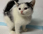 Кошки в Санкт-Петербурге: Малыш 2 мес все умеет ручной Мальчик, 100 руб. - фото 2