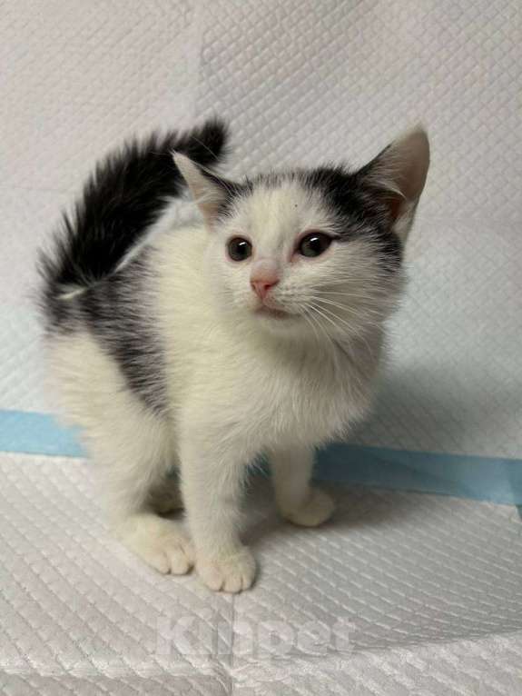 Кошки в Санкт-Петербурге: Малыш 2 мес все умеет ручной Мальчик, 100 руб. - фото 2