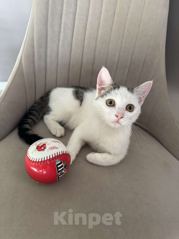 Кошки в Москве: Мия  Девочка, Бесплатно - фото 7