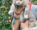 Кошки в других городах Ленинградской области: Котята мейн кун Разнополые, 20 000 руб. - фото 1
