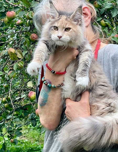 Кошки в других городах Ленинградской области: Котята мейн кун Разнополые, 20 000 руб. - фото 1