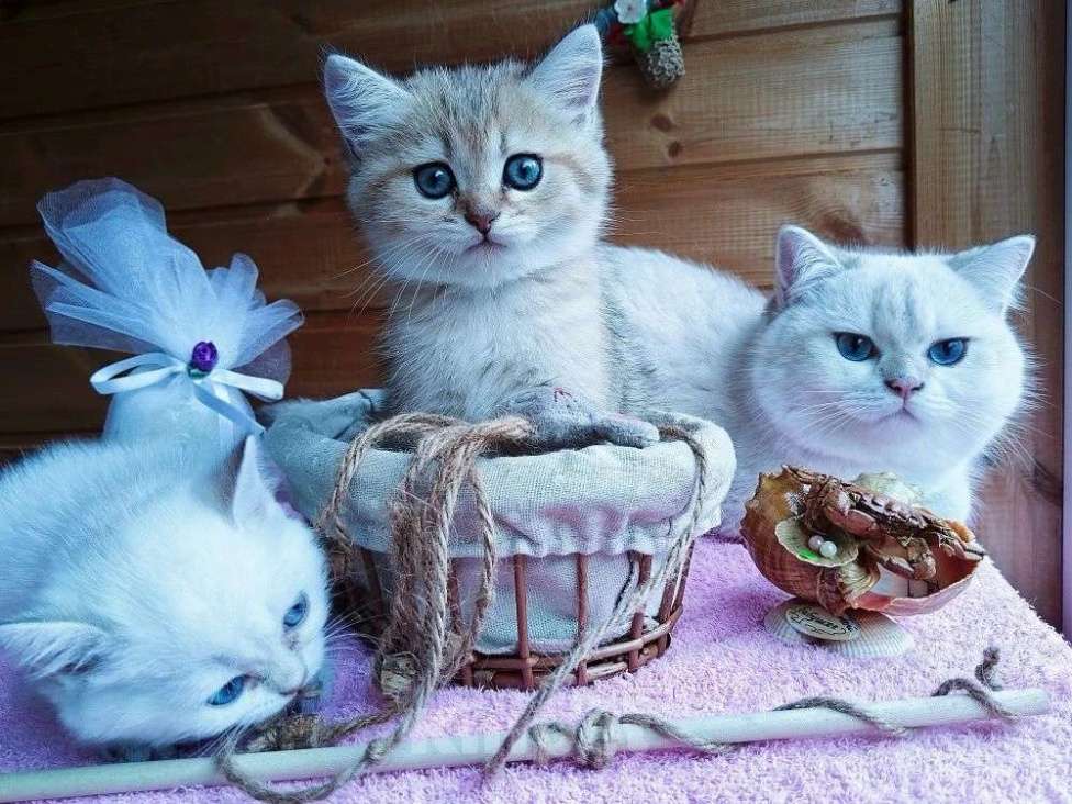 Кошки в Москве: Британские короткошёрстные котята шиншиллы Разнополые, 15 000 руб. - фото 7