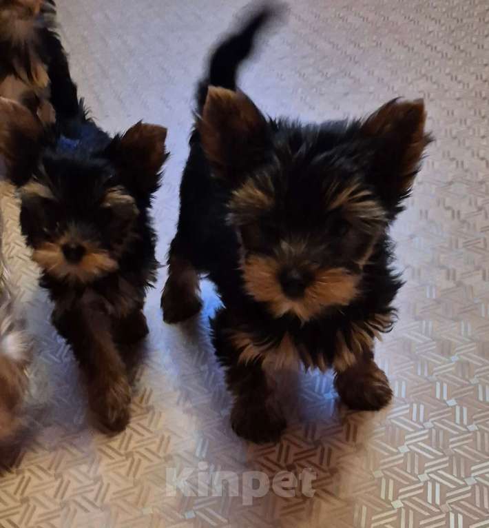 Собаки в Миассе: щенки йорка Мальчик, 40 000 руб. - фото 3