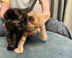 Кошки в Ростове-на-Дону: Котята Девочка, Бесплатно - фото 1
