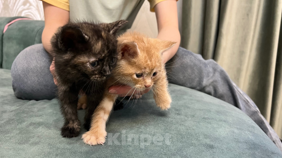 Кошки в Ростове-на-Дону: Котята Девочка, Бесплатно - фото 1