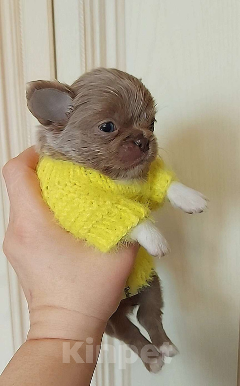 Собаки в Новосибирске: Девочка Чихуахуа Девочка, Бесплатно - фото 2