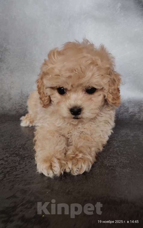 Собаки в Мытищах: Пушон Бетти Девочка, 200 000 руб. - фото 5