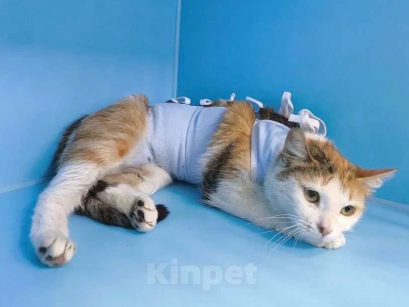 Кошки в Москве: кошка Дофаминка в добрые руки Девочка, Бесплатно - фото 4