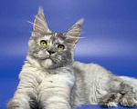 Кошки в Москве: Котенок мейн кун Девочка, Бесплатно - фото 1