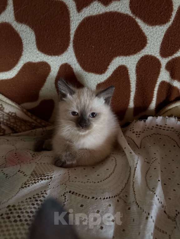 Кошки в Перми: Тайские котята Разнополые, 2 500 руб. - фото 3