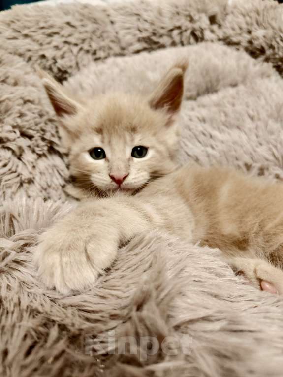 Кошки в Москве: Кремовый тикированный мальчик Мальчик, 90 000 руб. - фото 3