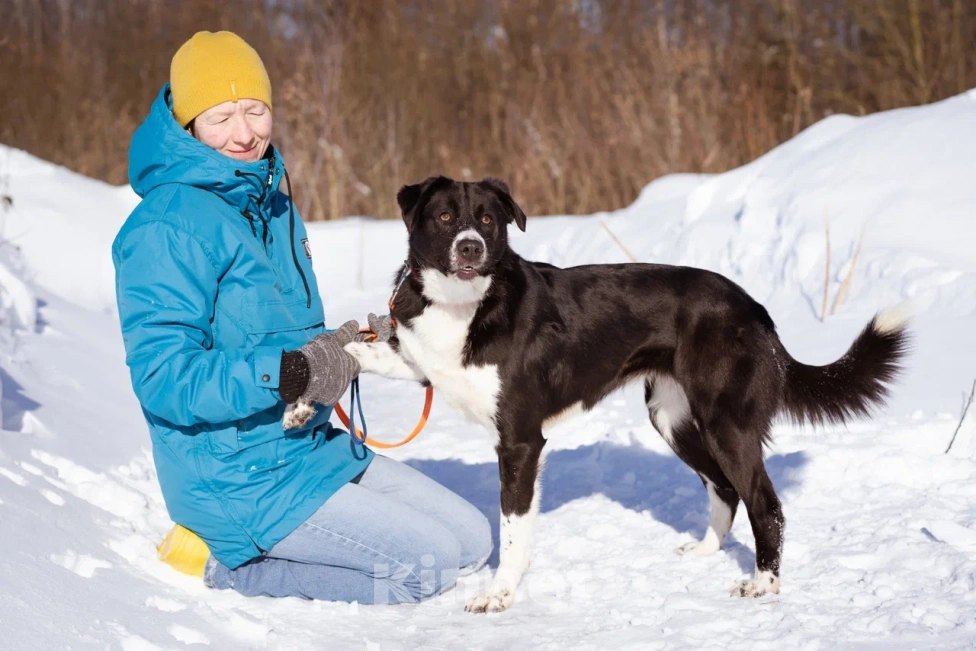 Собаки в Москве: Галактика ищет любящую семью Девочка, Бесплатно - фото 4